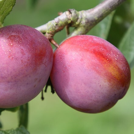 Picture of plum Victoria