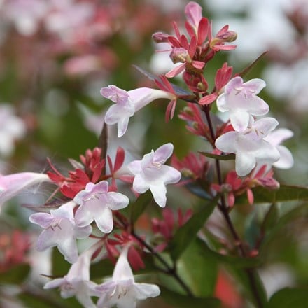 Abelia × grandiflora