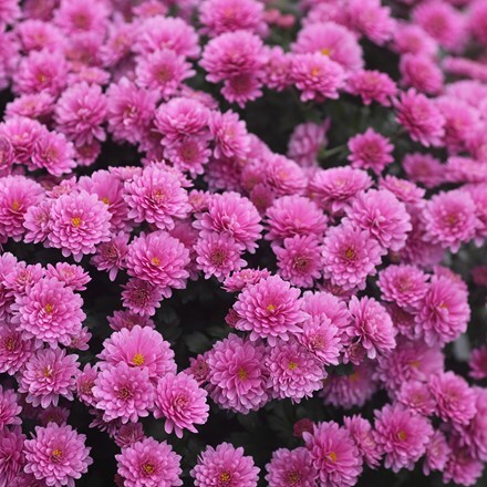 Picture of Chrysanthemum Jasoda Mauve (PBR)