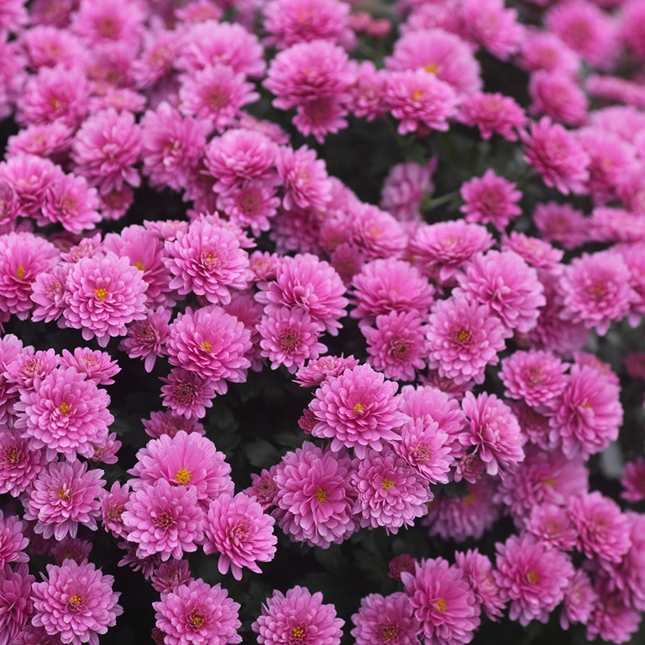 buy pot mum chrysanthemum