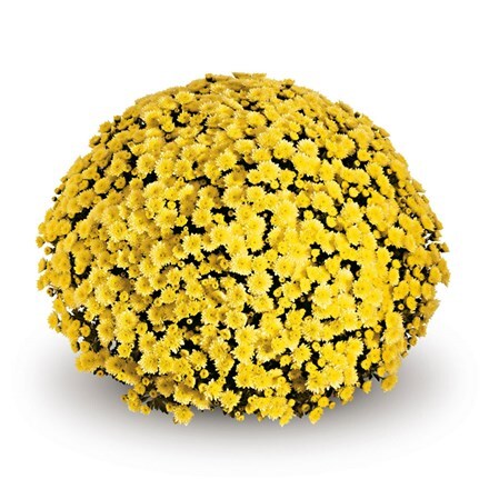 Picture of Chrysanthemum Jasoda Yellow (PBR)