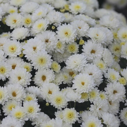 Picture of Chrysanthemum Jasoda White (PBR)