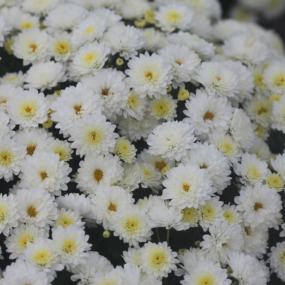 buy pot mum chrysanthemum