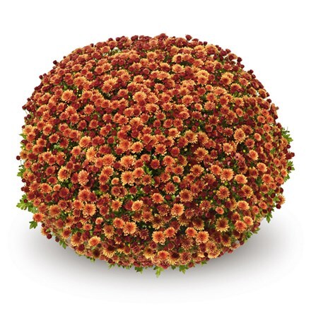 Picture of Chrysanthemum Jasoda Dark Orange (PBR)