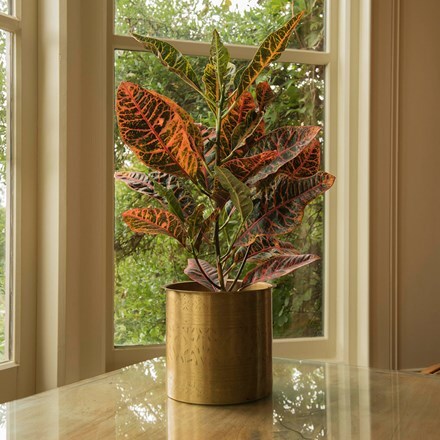 Croton / Codiaeum variegatum var. pictum Excellent and hand etched brass planter