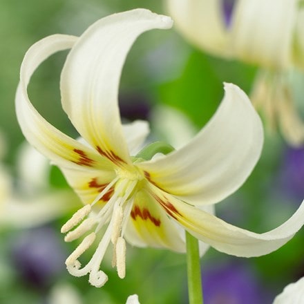 Erythronium californicum White Beauty