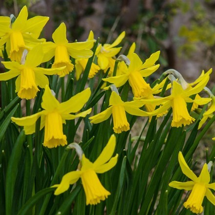 Picture of Narcissus February Gold- XL Landscaping pack