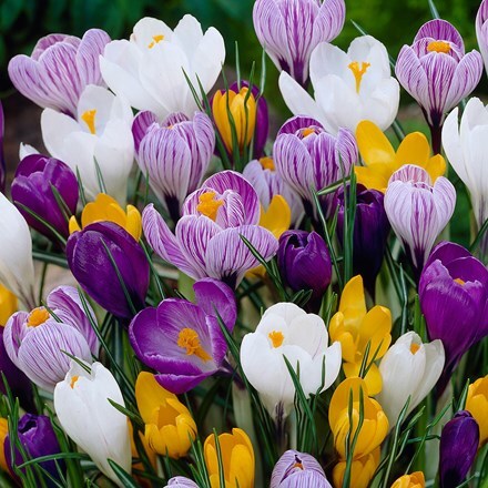 Picture of Crocus Mixed Colours - XL Landscaping pack