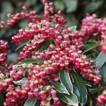 Picture of Pieris japonica Ralto (PBR)