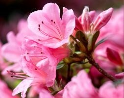 evergreen azalea