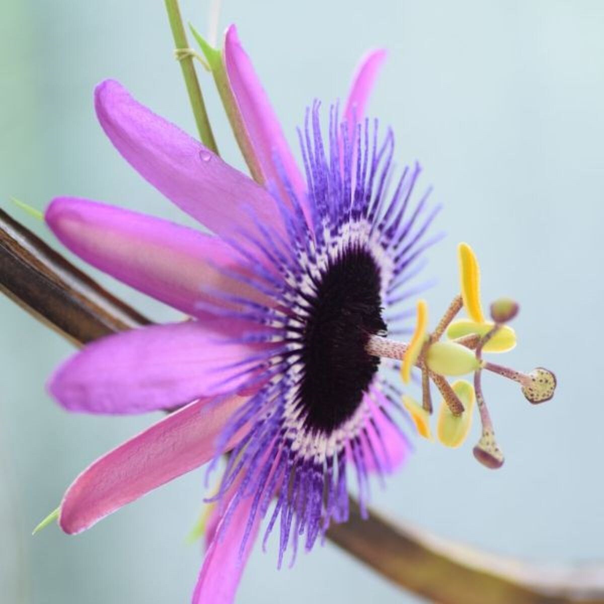 Buy purple passion flower Passiflora Amethyst Lavender Lady £17.99