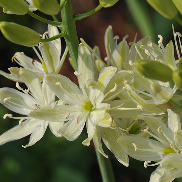 Camassia leichtlinii subsp. suksdorfii Alba
