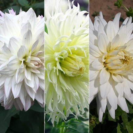 Picture of Whites & creams dahlia collection