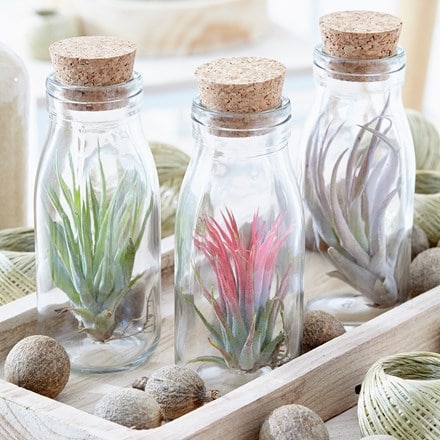 air plant in a glass bottle