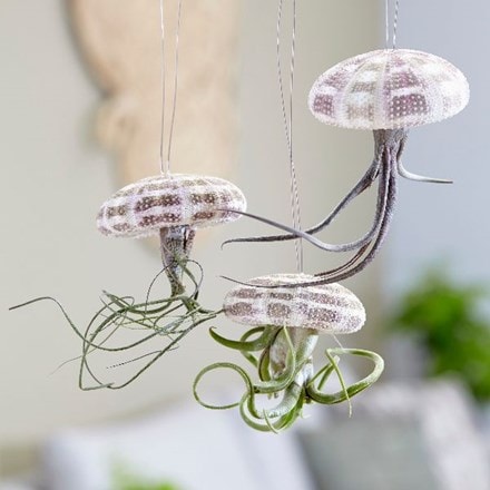Tillandsia - hanging jellyfish
