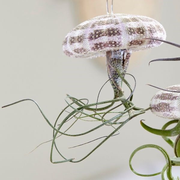 hanging jellyfish (air plant)