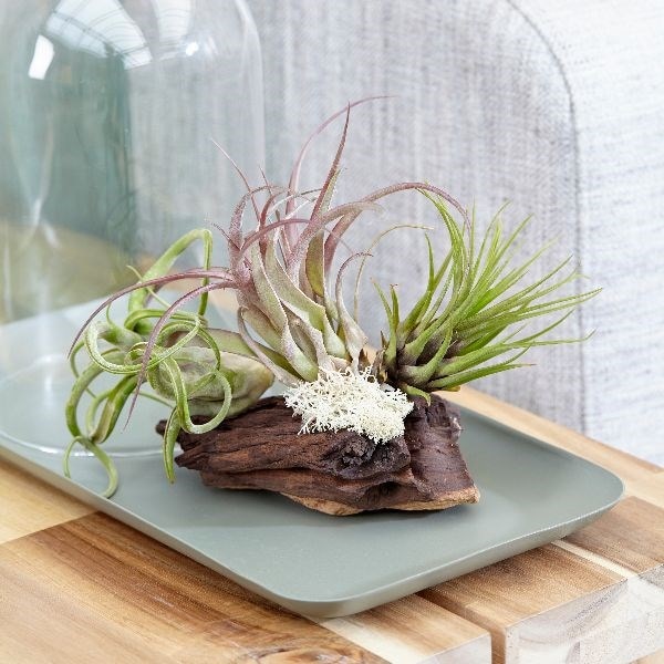 3 air plants on bog wood