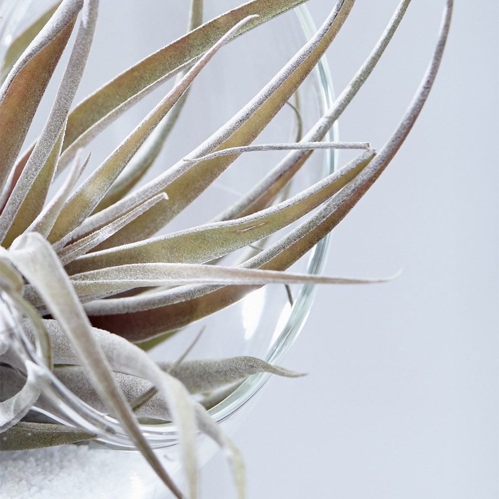 air plant - <i>Tillandsia capitata</i> 'Peach'