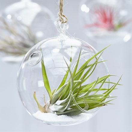 air plant - <i>Tillandsia multiflora</i>