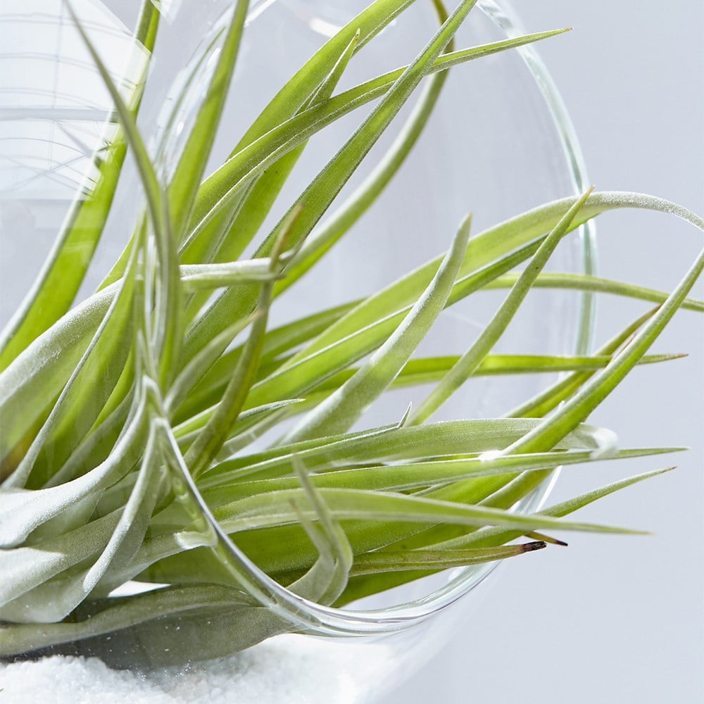 air plant - <i>Tillandsia multiflora</i>