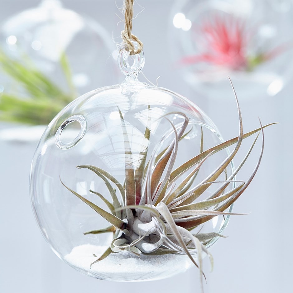 Air Plant Tillandsia Capitata Peach Zoom