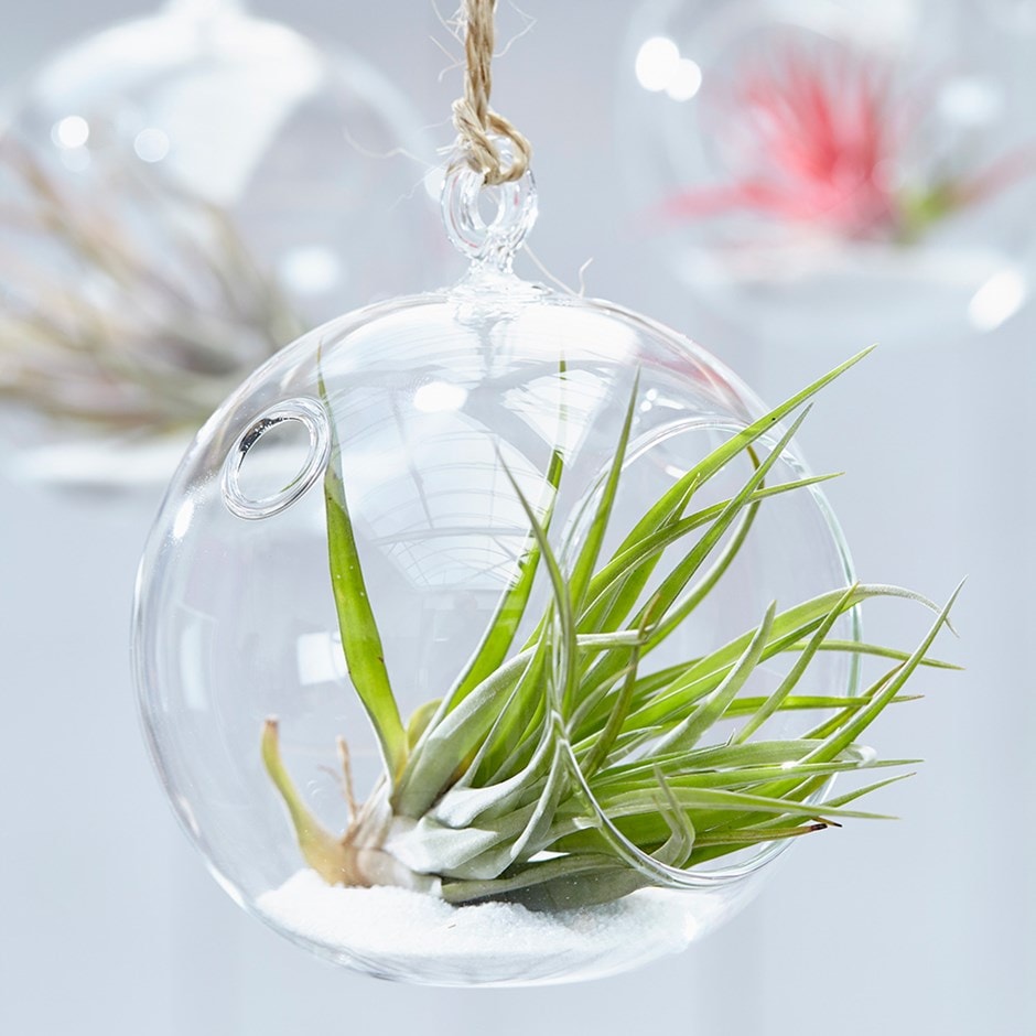 Air Plant Tillandsia Multiflora In A Zoom