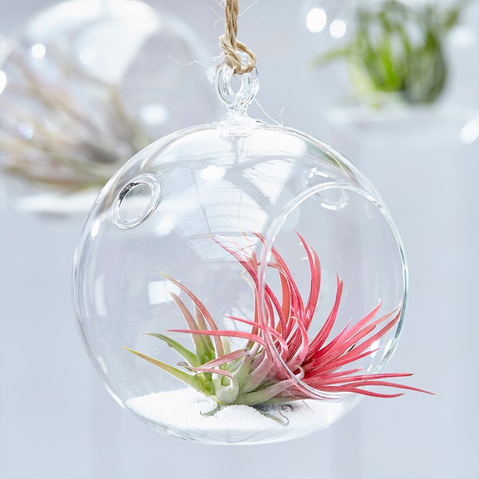 Air Plant Tillandsia Ionantha In A Hanging Zoom