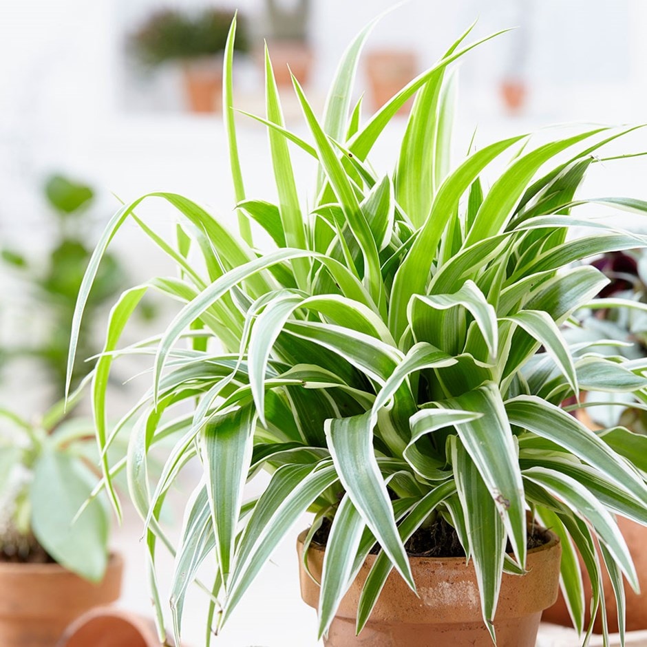 chlorophytum mindestens solltest reinigen luft comosum erfordert nachwuchs wachsende pflegeleicht trieben pflanze wächst umgetopft
