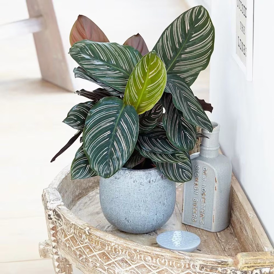 Buy calathea Goeppertia ornata
