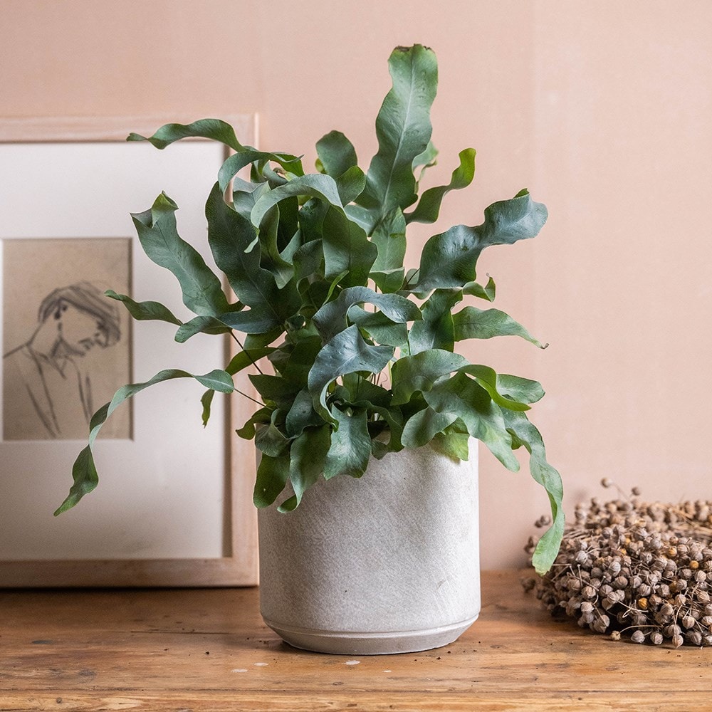 Product options image