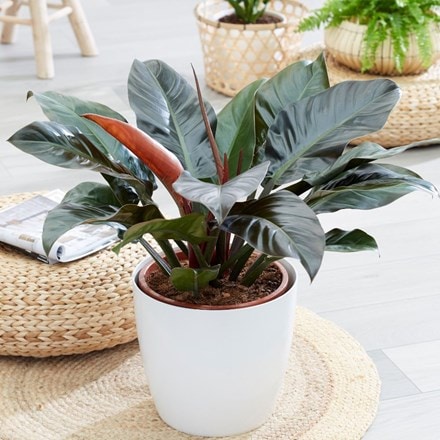 philodendron