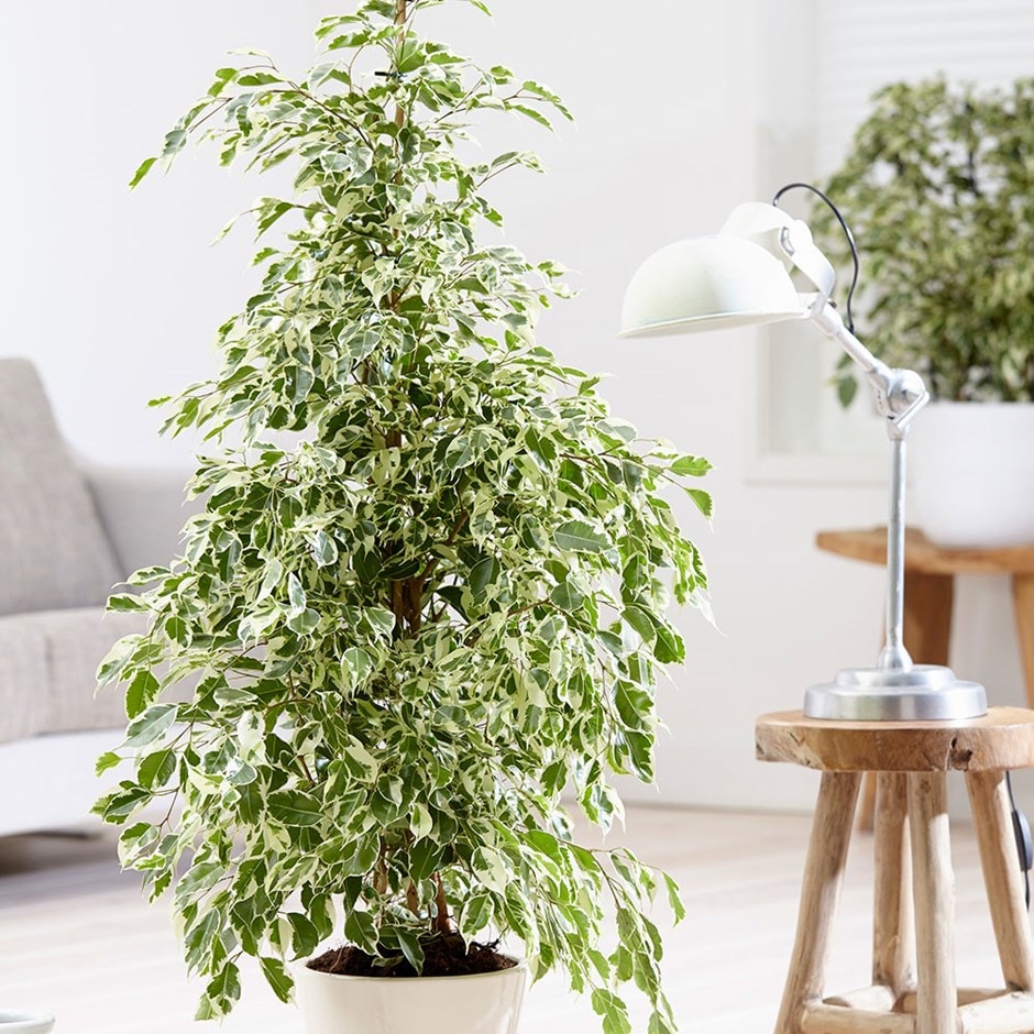 <i>Ficus benjamina</i> 'Twilight'