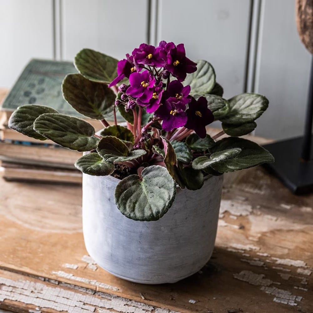 Product options image