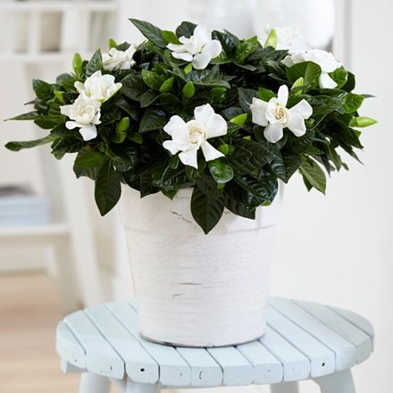 Gardenia jasminoides