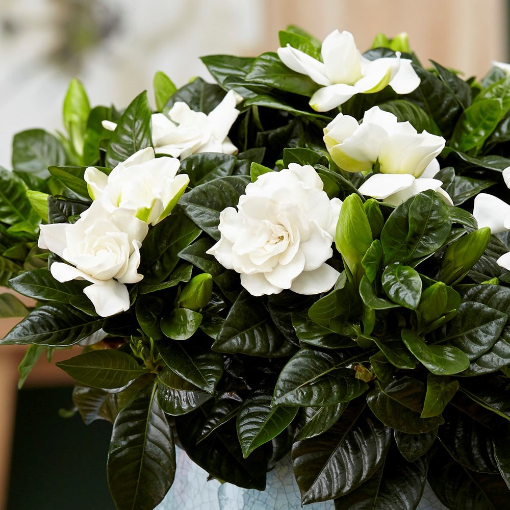 Gardenia plant delivery information