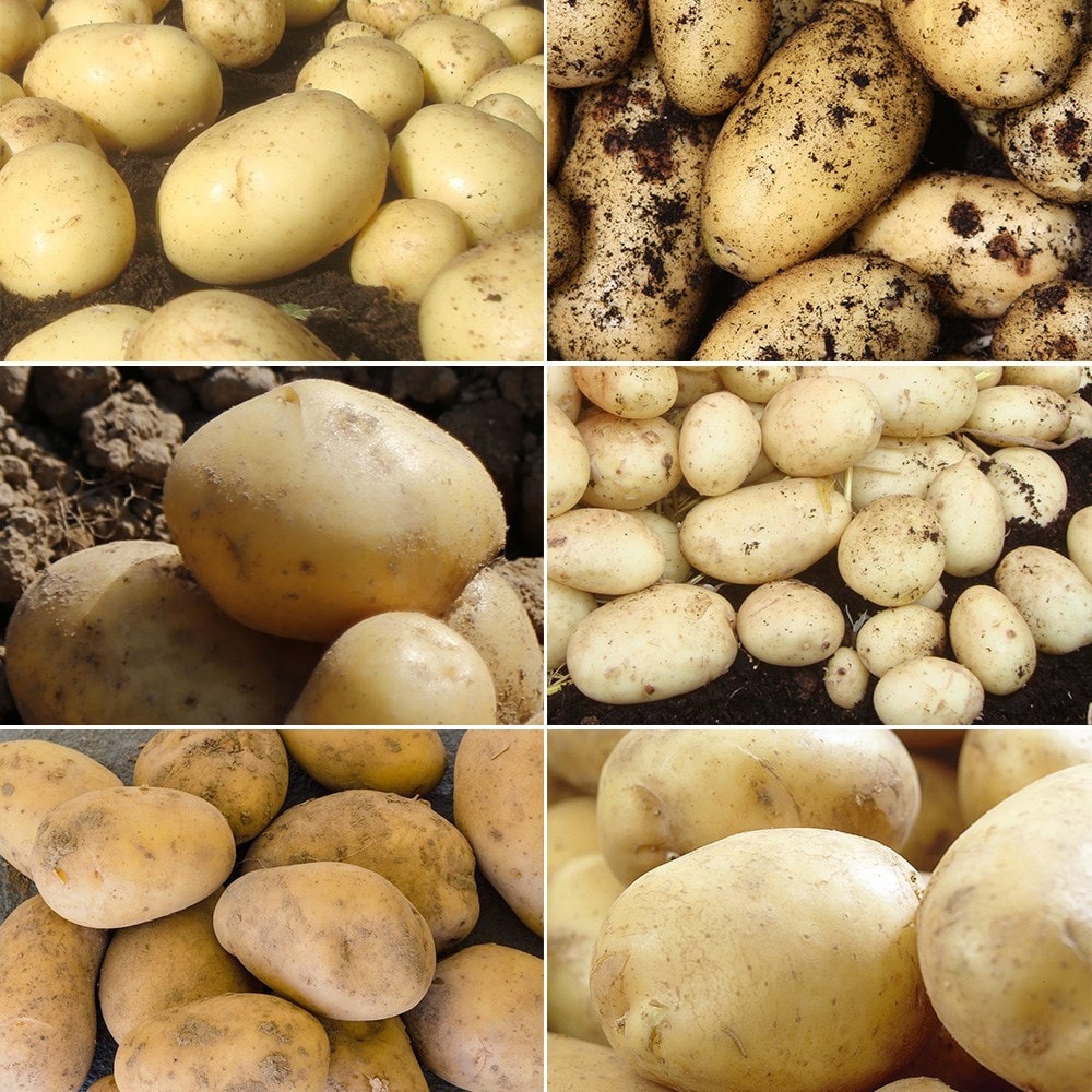 baby new potato collection