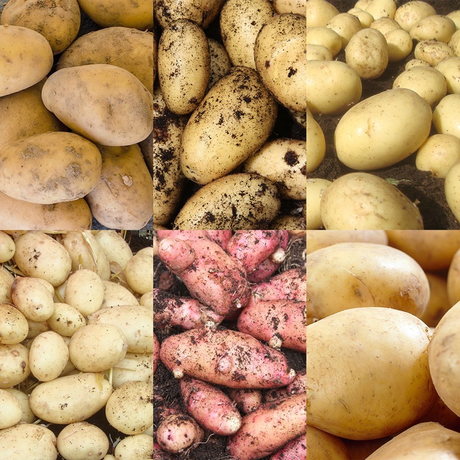 baby new potato collection