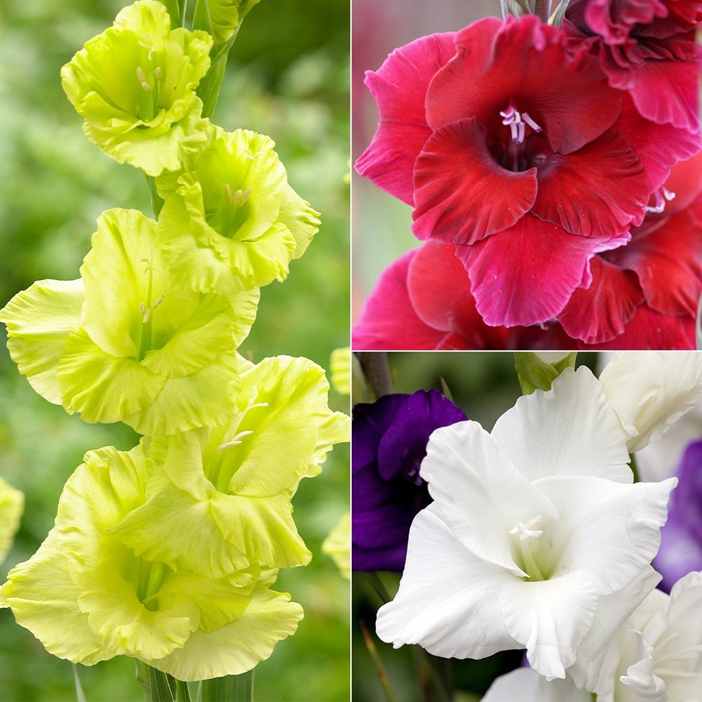 Product options image