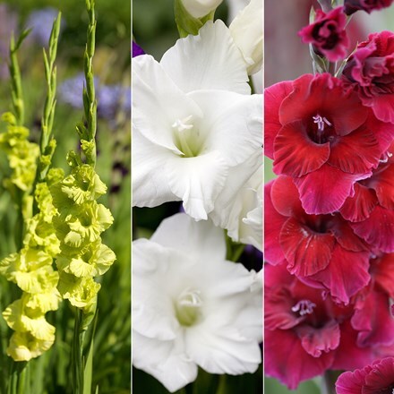 Gladiolus for cutting collection