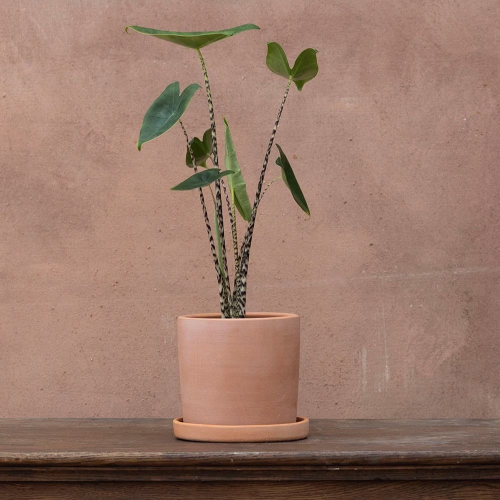 <i>Alocasia zebrina</i> 