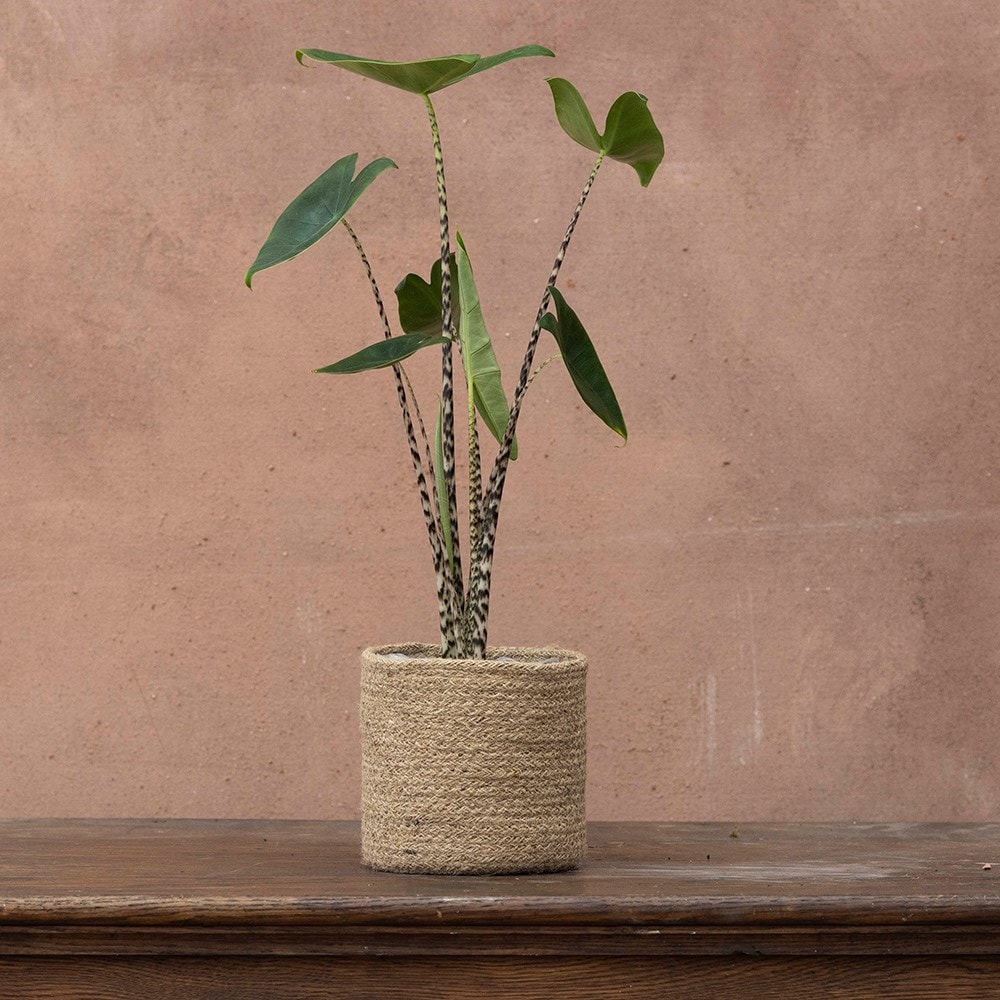 <i>Alocasia zebrina</i> 