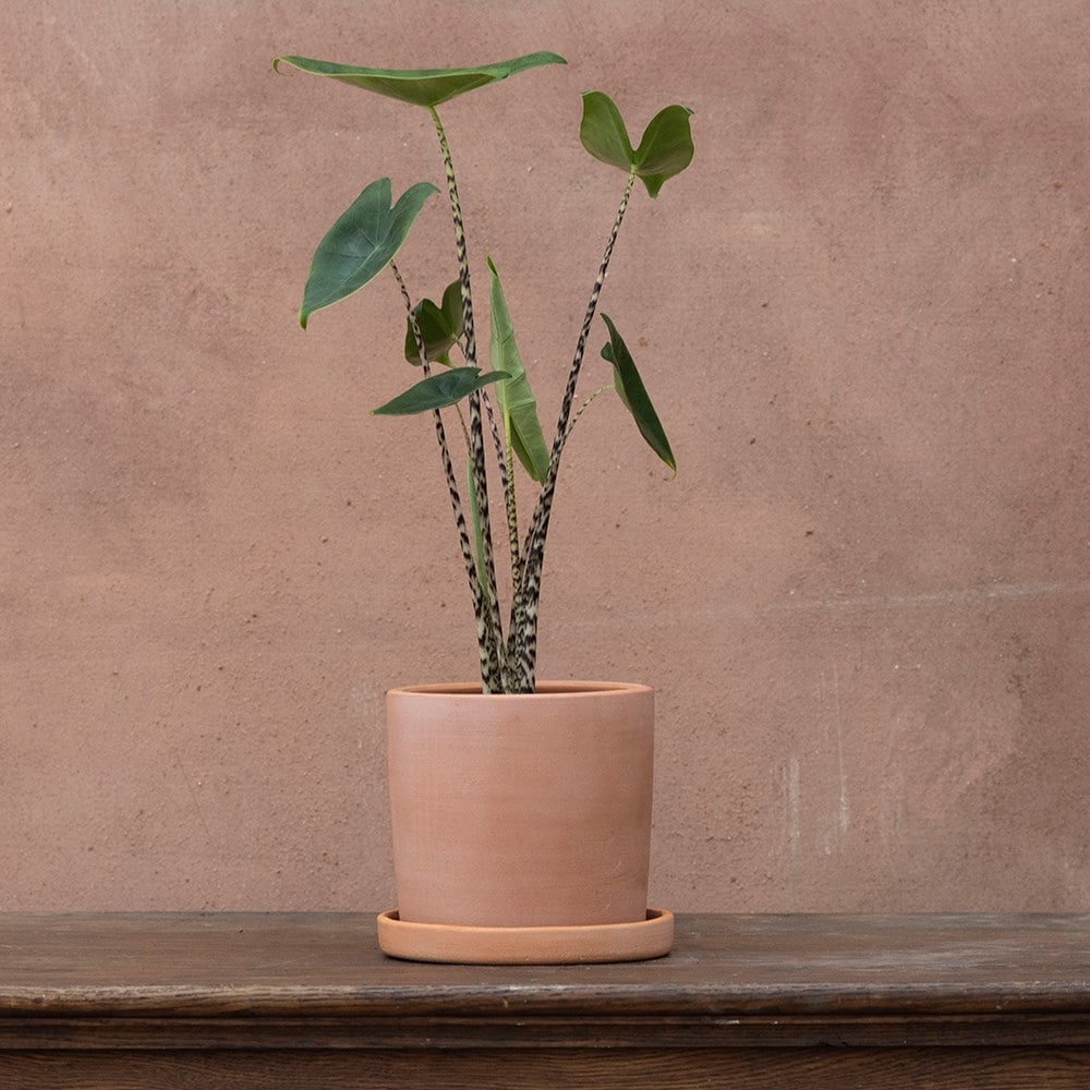 <i>Alocasia zebrina</i> 