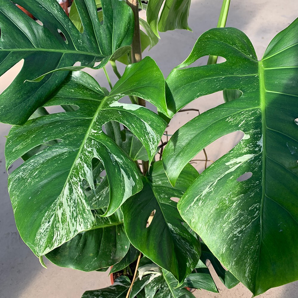 Buy swiss cheese plant Monstera deliciosa Variegata £279