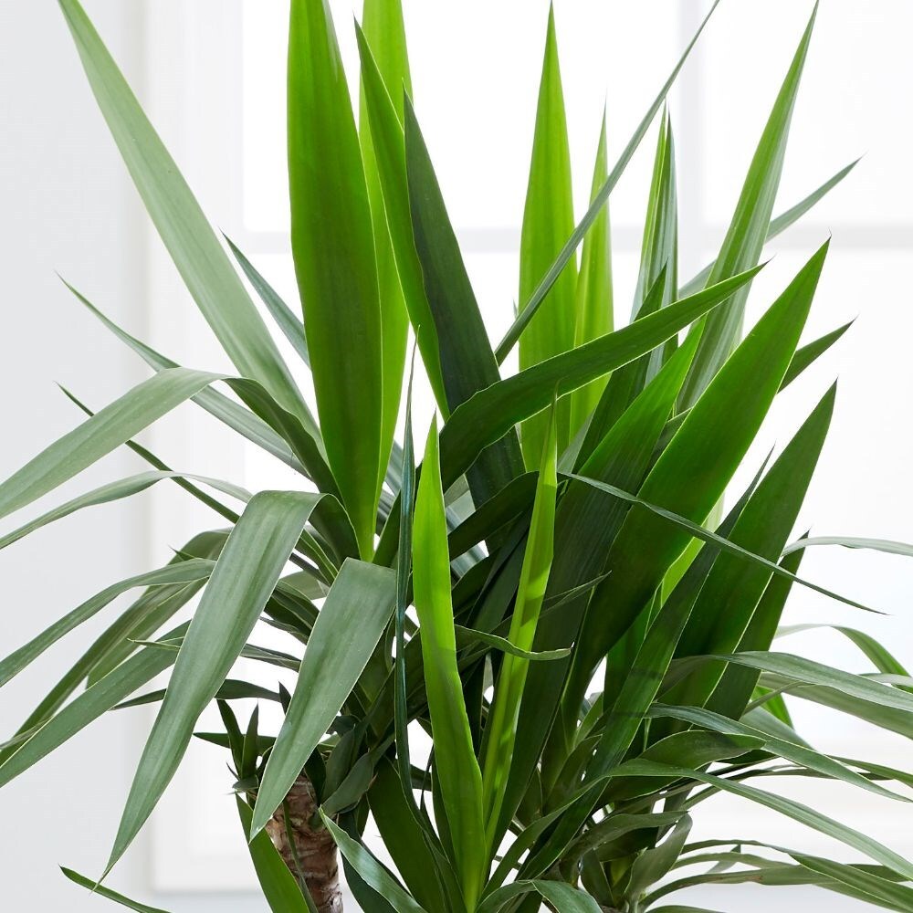 Buy spineless yucca Yucca elephantipes Delivery by