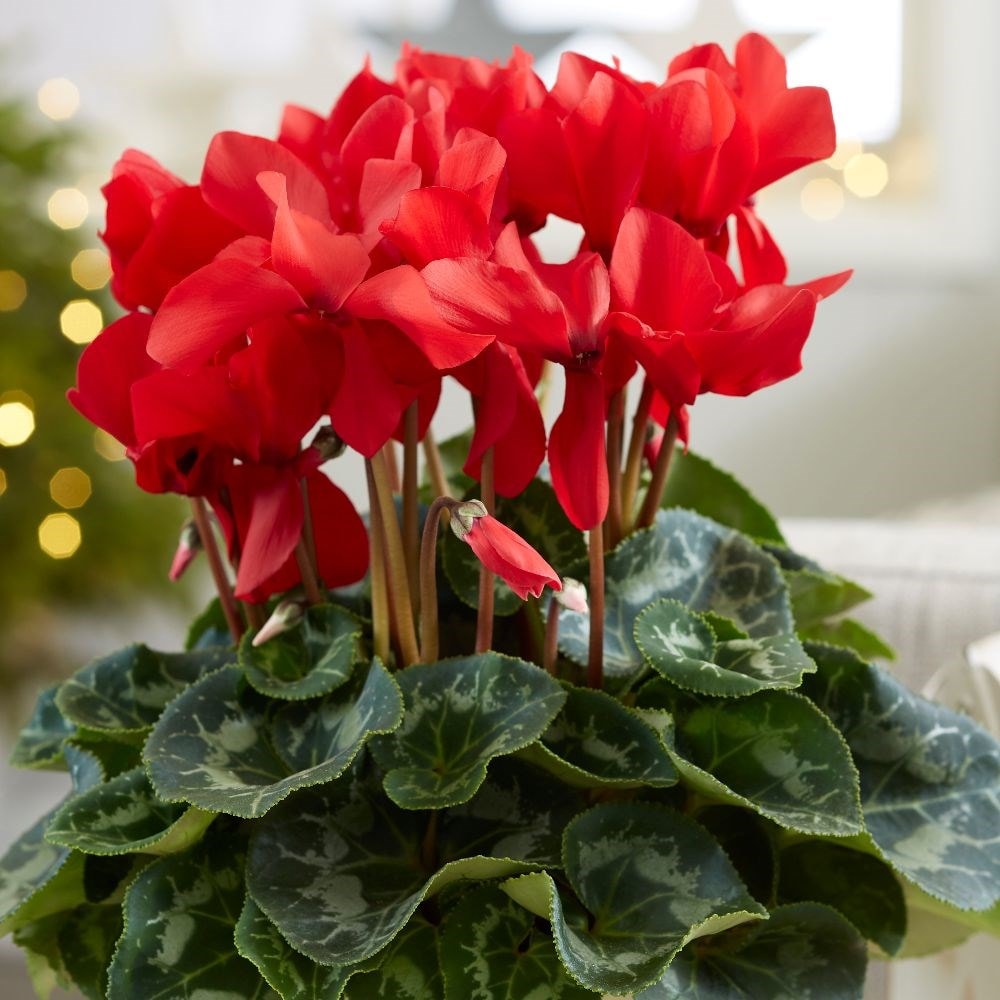 buy cyclamen cyclamen rainier scarlet red: £10.39 delivery