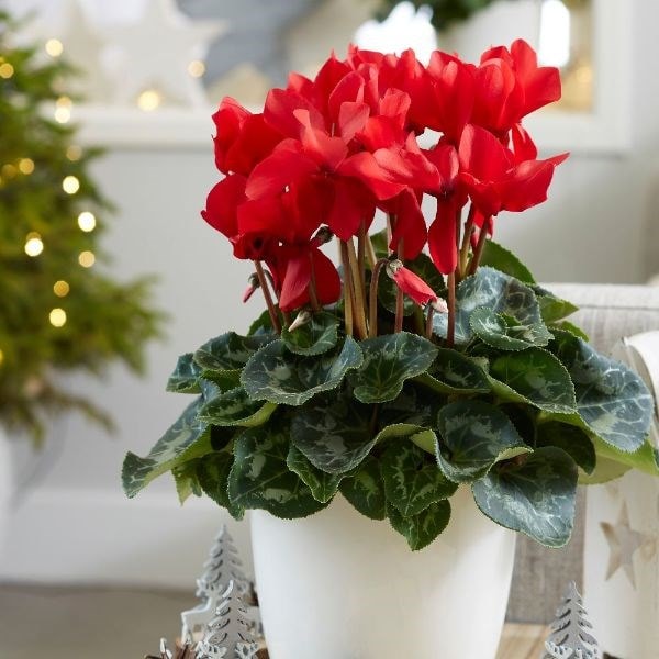 Cyclamen Rainier Scarlet (Rainier Series)