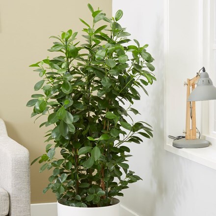 Picture of Ficus microcarpa Moclame (PBR)