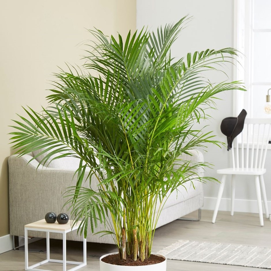 Buy areca palm bamboo palm Dypsis lutescens Delivery by 
