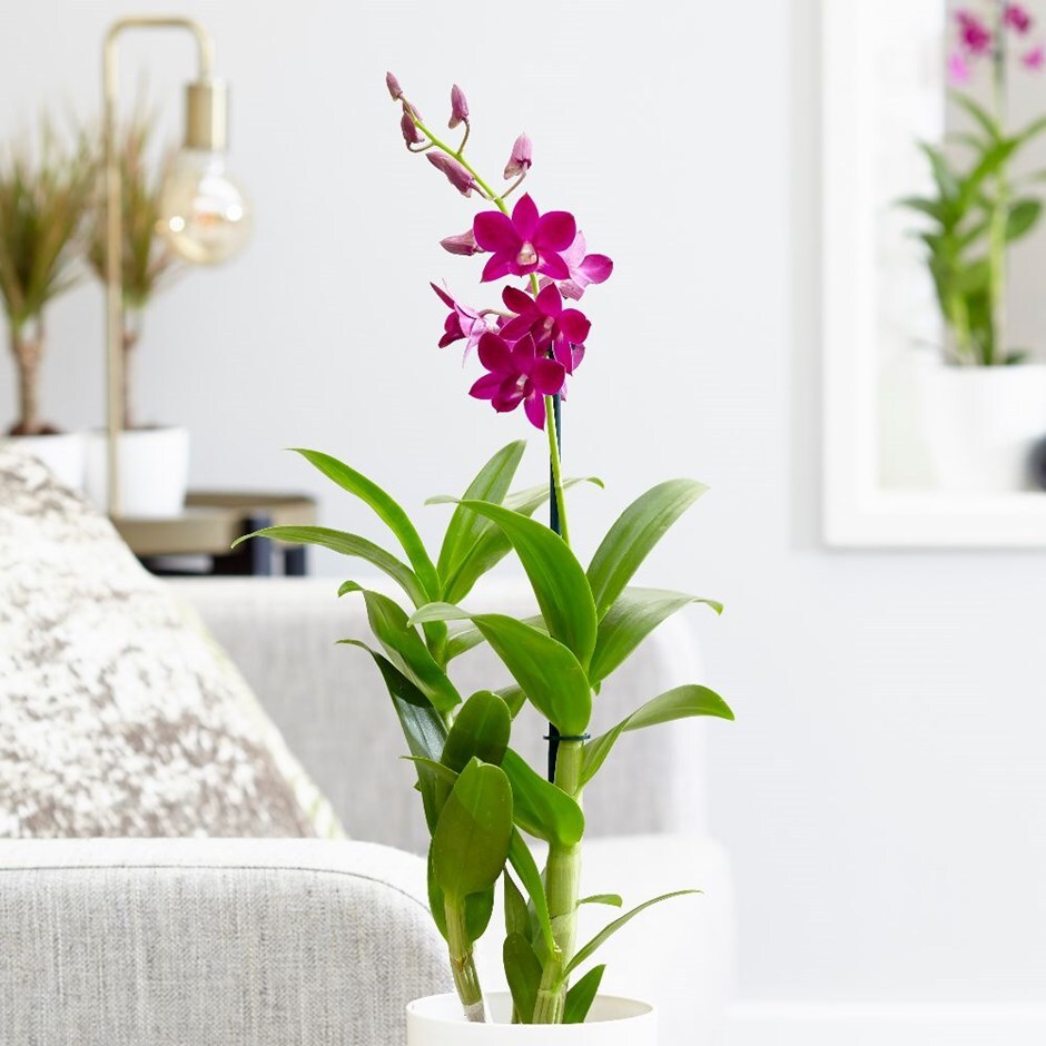 Buy orchid Dendrobium Purple Happiness: £24.99 Delivery by ...