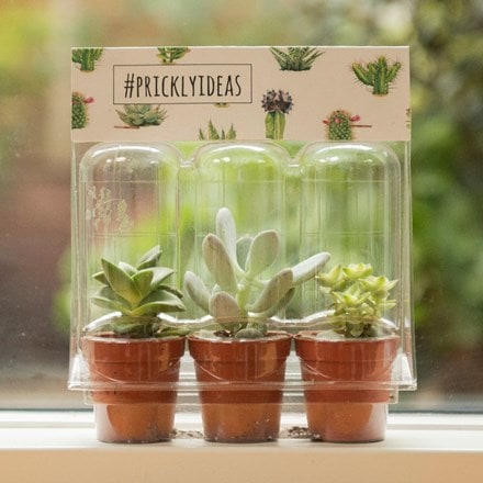 Gift pack of three succulents